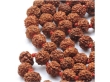 Rudraksh Mala Beads Pachmukhi